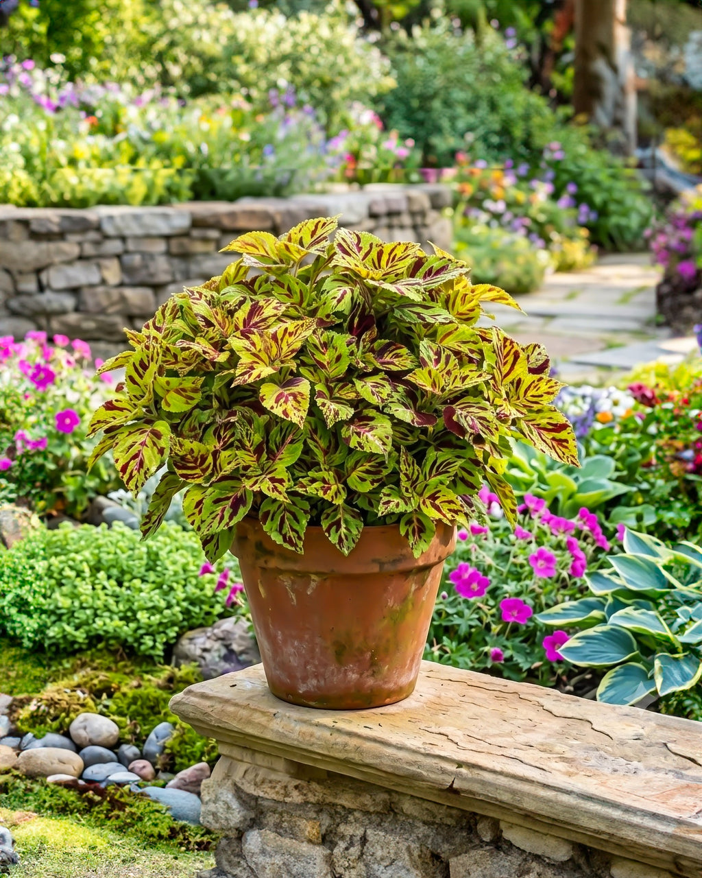 Perennial Coleus
