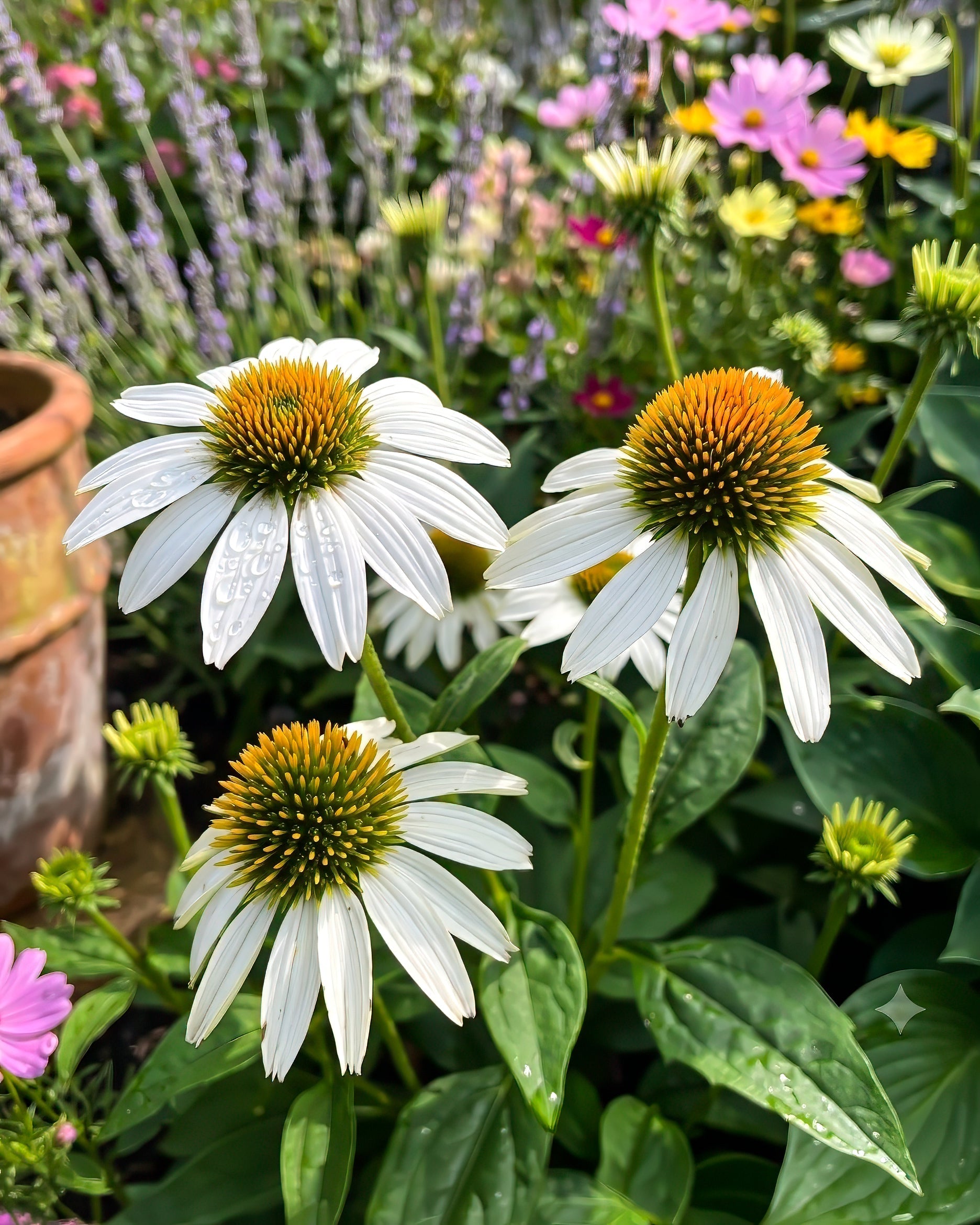 Echinacea Coneflower