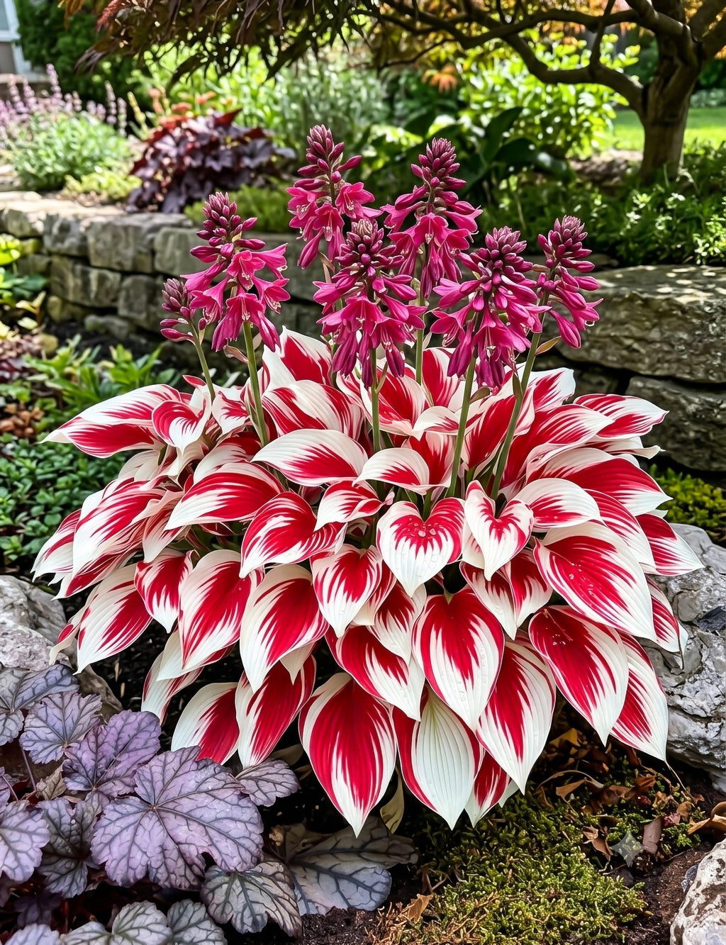 Hosta plant with red and white leaves in a garden setting