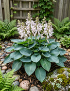 Hosta plant with white flowers and green leaves in a garden setting with rocks and ferns.