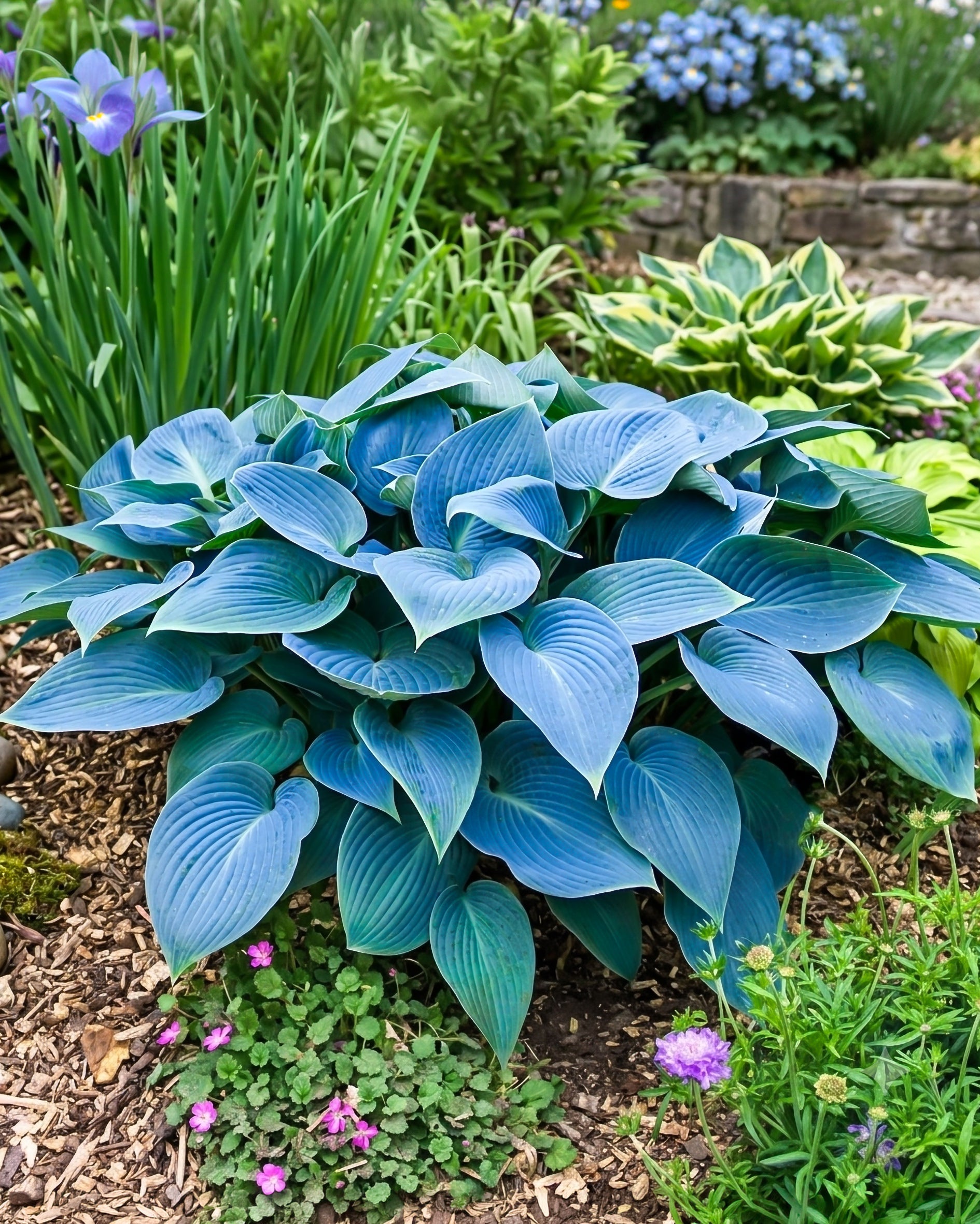 Blue hosta plants in a garden with other flowers and plants.