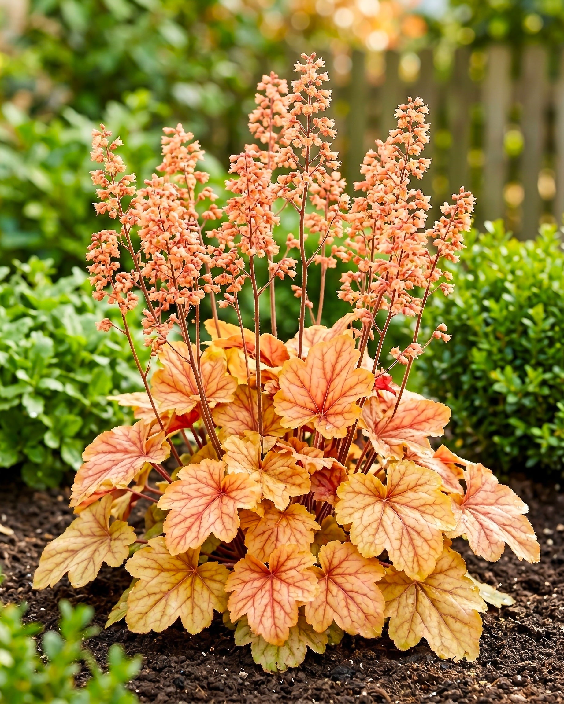 Garden plant with orange and yellow leaves in a natural setting