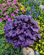 Purple heuchera plant with colorful flowers in the background
