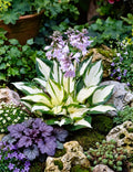 Variegated hosta plant with purple flowers in a garden setting