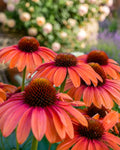Echinacea Coneflower