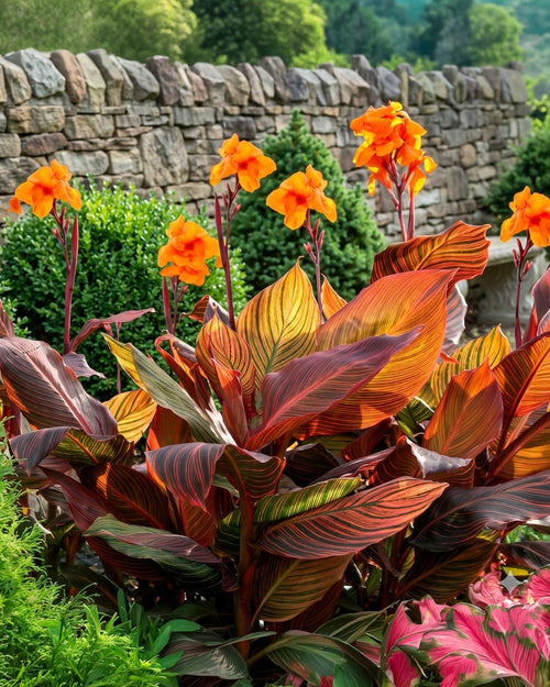 Canna Lily