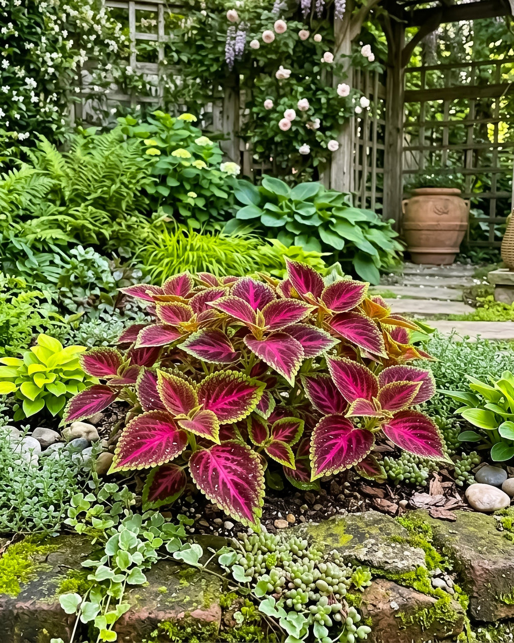 Perennial Coleus