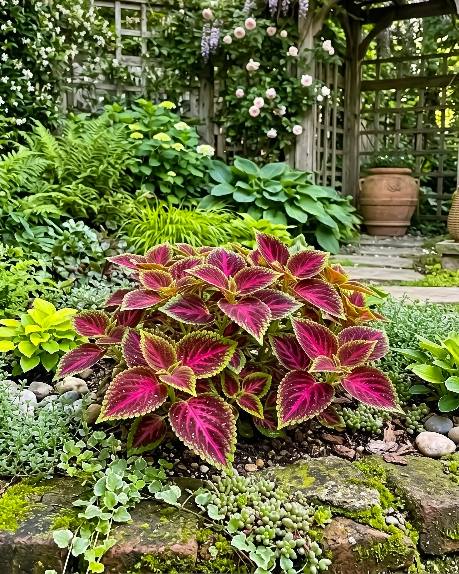 Perennial Coleus