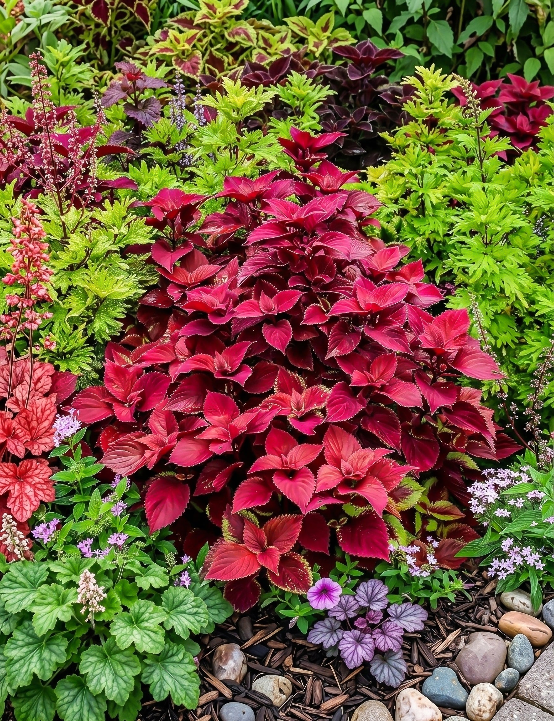 Perennial Coleus
