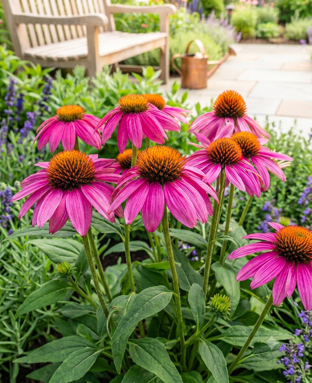 Echinacea Coneflower