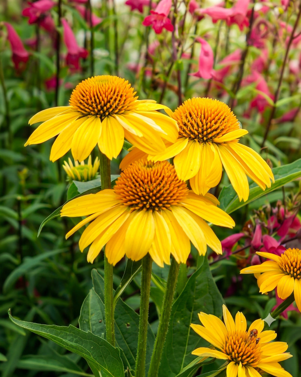 Echinacea Coneflower