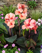 Canna Lily