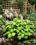 Garden scene with hosta plants, a wooden bench, and a trellis in the background.