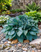 Green plants with large leaves on a bed of pebbles and stones with a stone wall in the background.