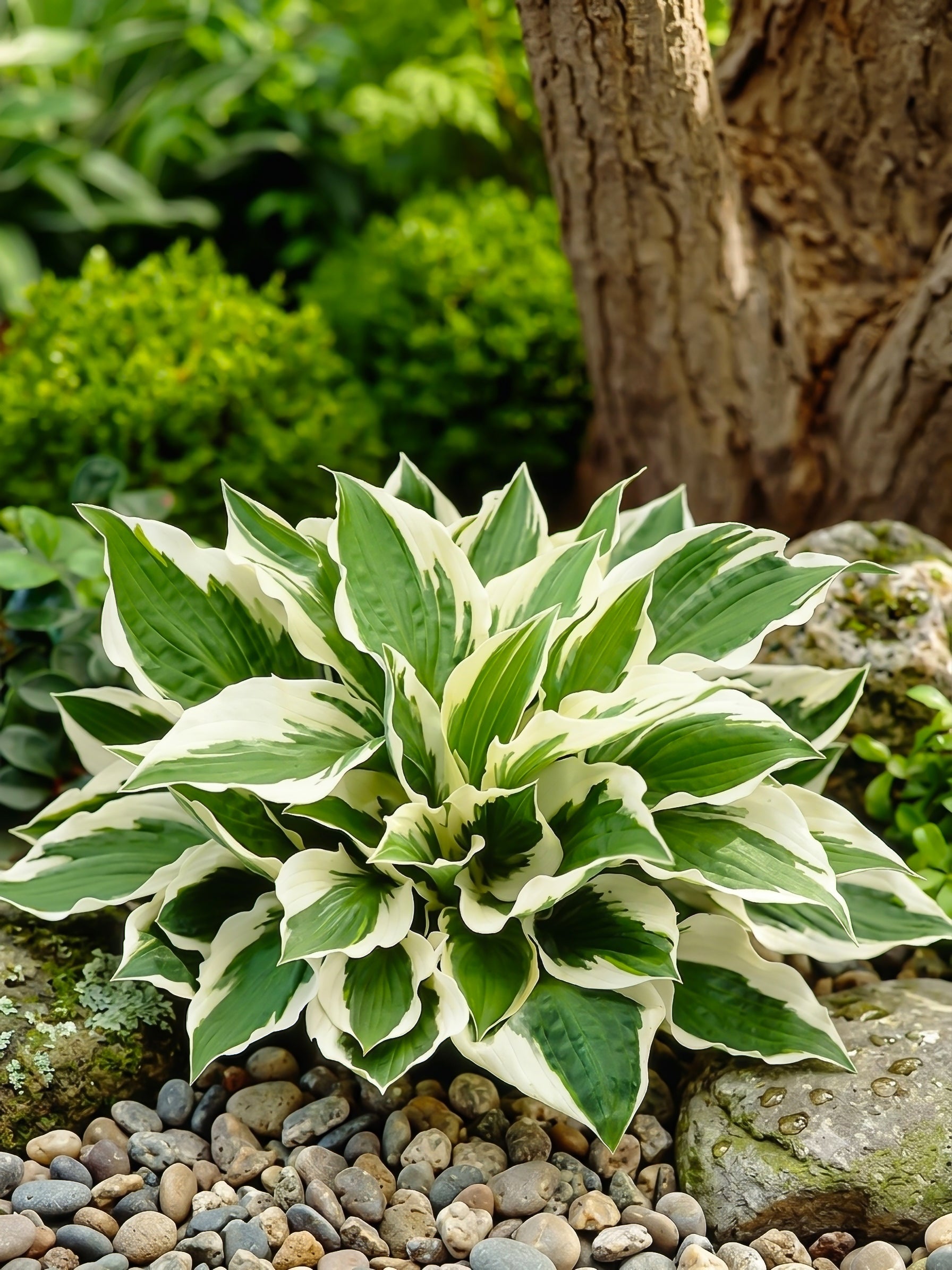 Variegated green and white plant on pebbles with a tree trunk in the background