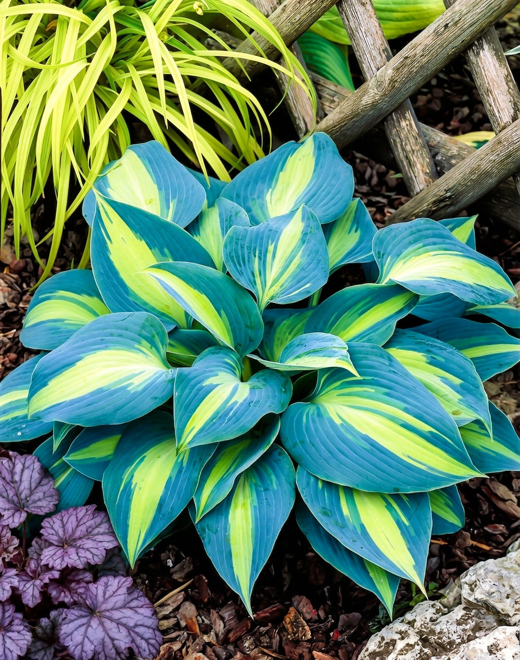 Variegated blue and green hosta plant with purple flowers and wooden lattice in the background