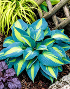 Variegated blue and green hosta plant with purple flowers and wooden lattice in the background