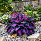 Purple and pink hosta plants in a garden setting with rocks and stone wall.