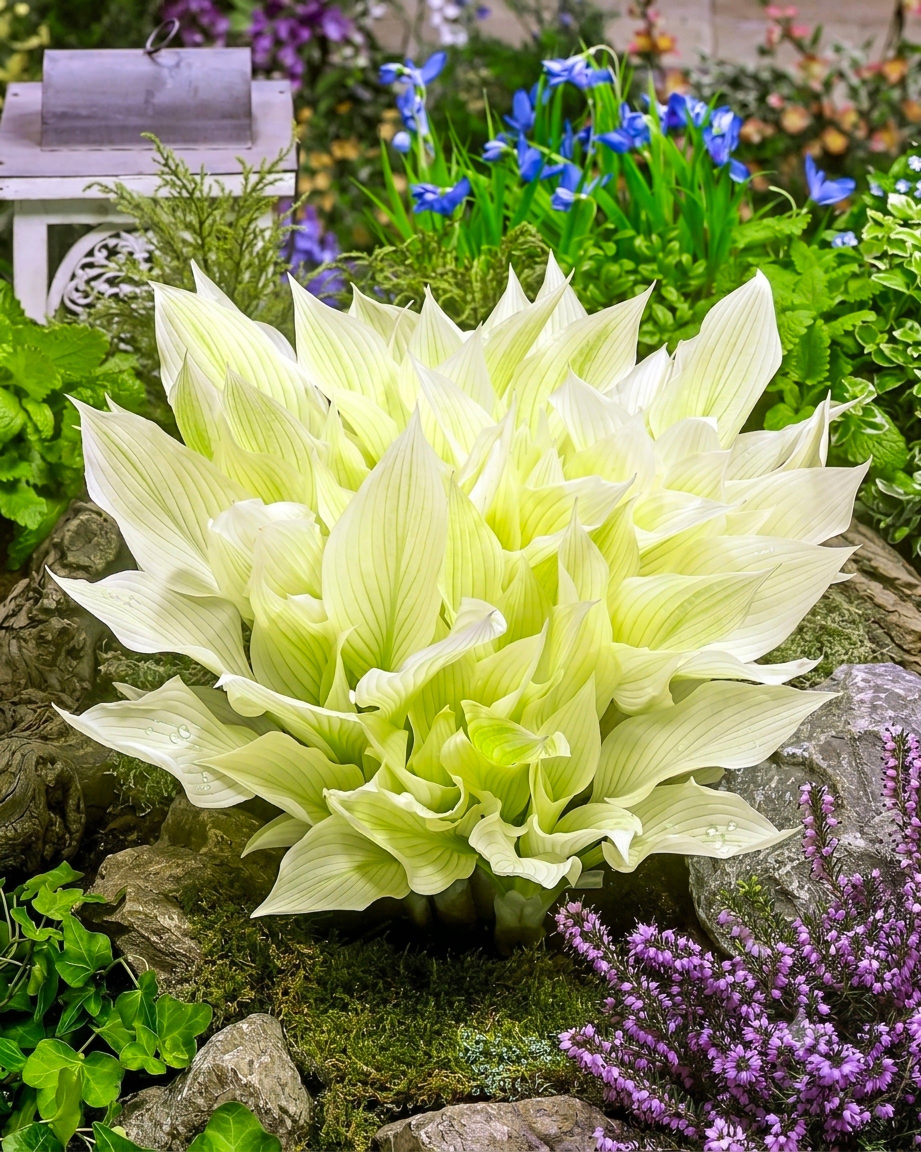 Large light green flower in a garden setting with other plants and rocks.