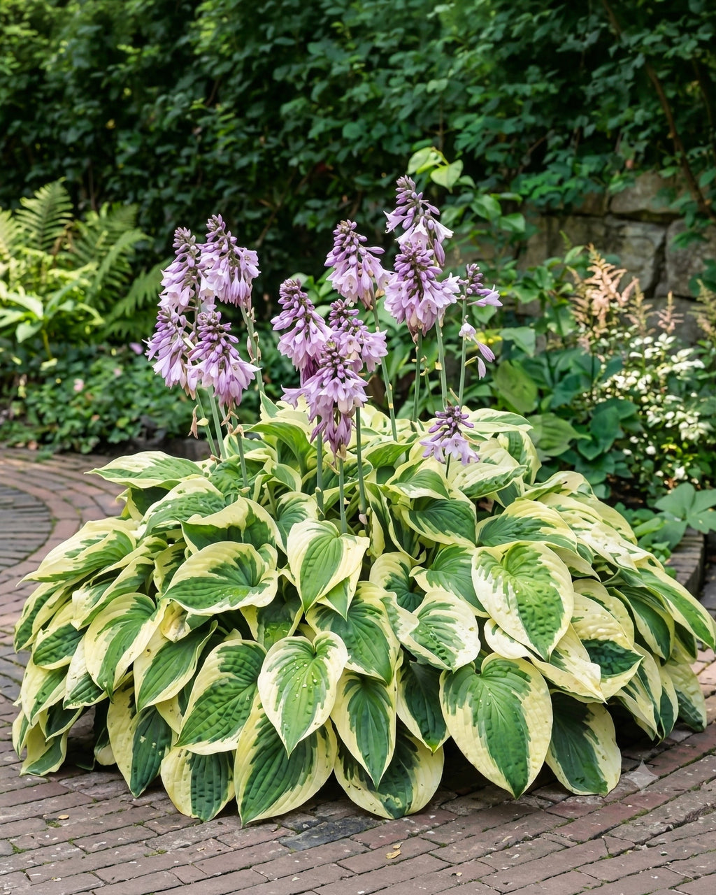 Variegated hosta plant with purple flowers in a garden setting